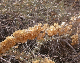 Four-Wing Saltbush