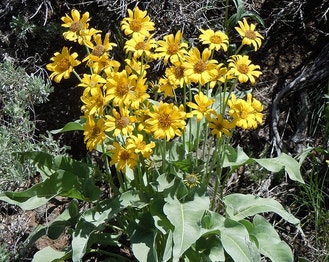 Arrow-Leaf Balsamroot