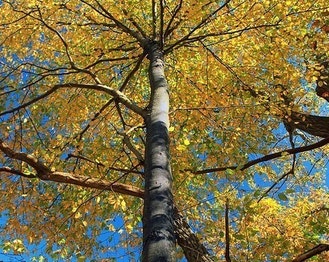Sweet Birch