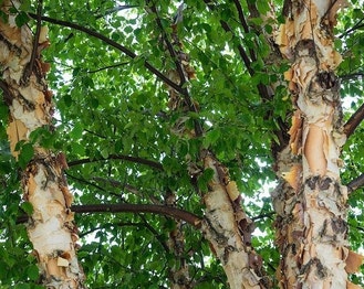 River Birch