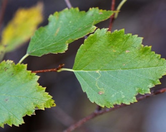 Water Birch