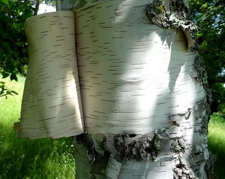 Paper Birch