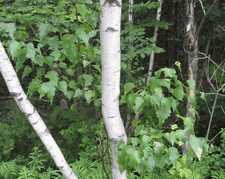 Gray Birch
