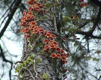 Crossvine