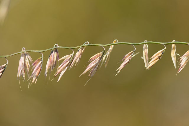Side-Oats Grama