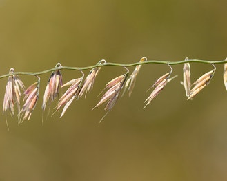 Side-Oats Grama
