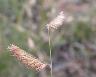 Blue Grama