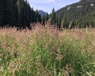 Bluejoint Grass