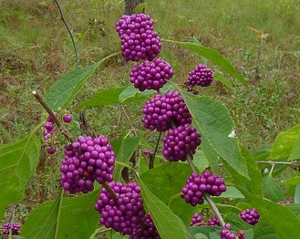 American Beauty-Berry