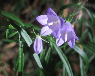 Bluebell-of-Scotland