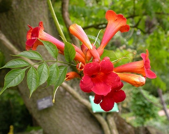 Trumpet-Creeper