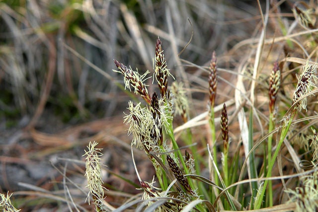 Pennsylvania Sedge