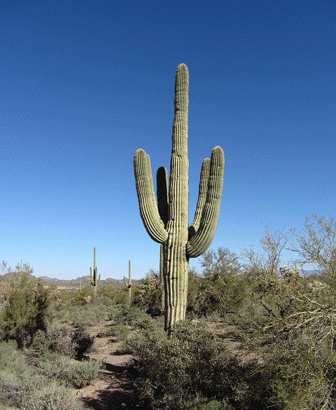 Saguaro