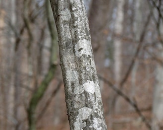 American Hornbeam