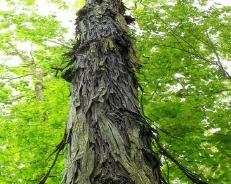 Shag-Bark Hickory