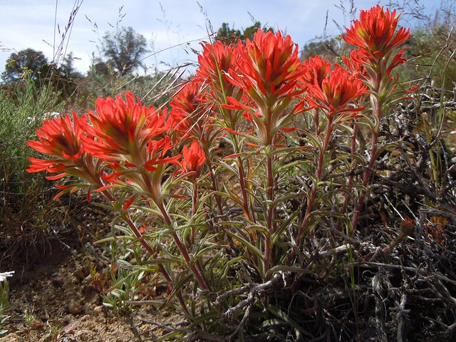 Northwestern Indian-Paintbrush