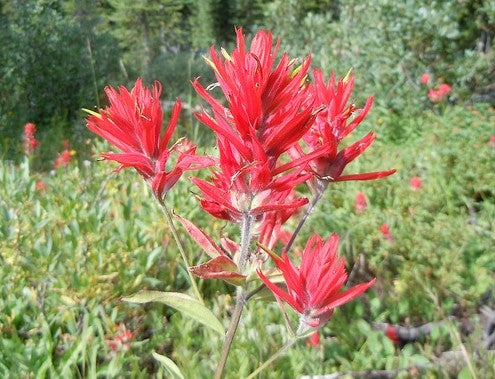 Great Red Indian-Paintbrush