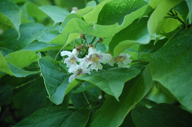 Southern Catalpa