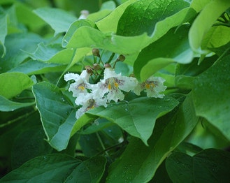 Southern Catalpa