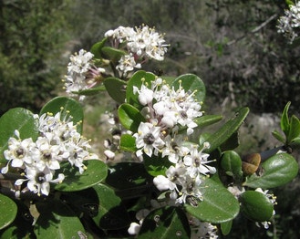 Wedge-Leaf Buckbrush