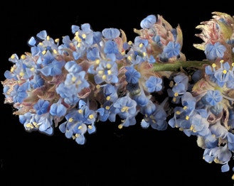 Bluebrush