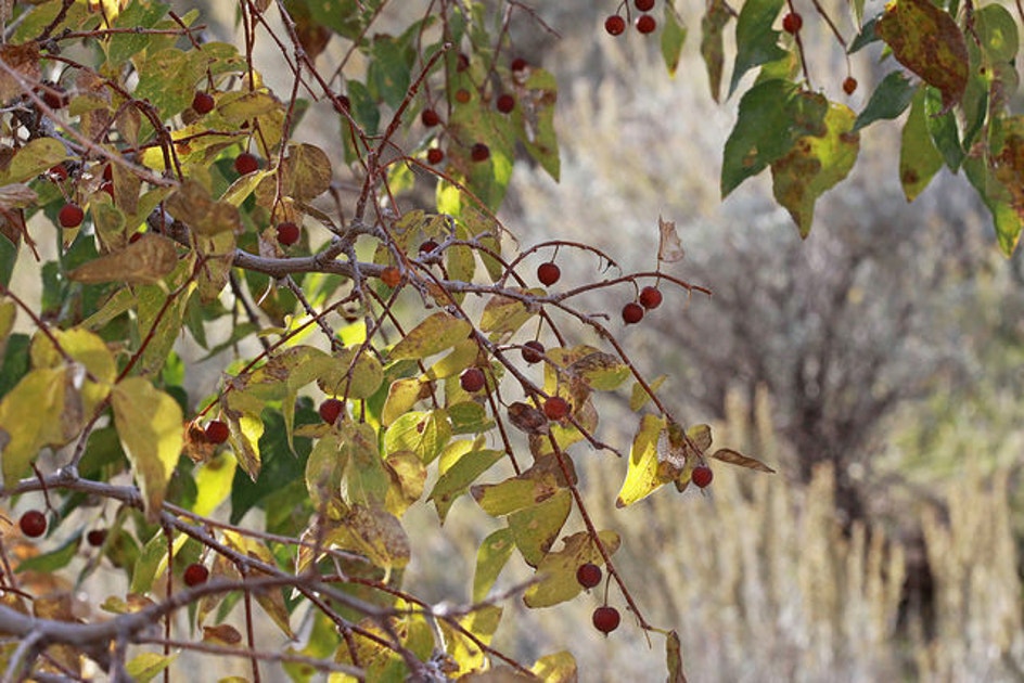 Hackberry Wisconsin Common Hackberry | Audubon