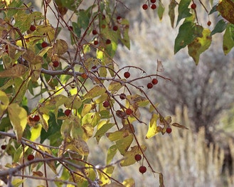 Common Hackberry