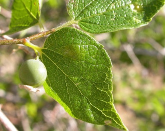 Net-Leaf Hackberry