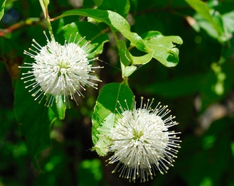 Common Buttonbush
