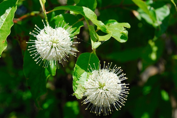 Common Buttonbush | Audubon