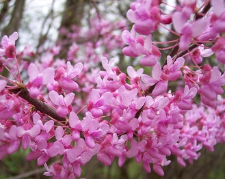 Redbud