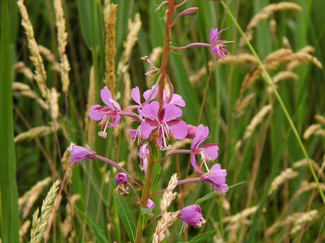 Narrow-Leaf Fireweed