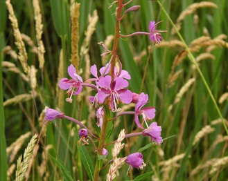 Narrow-Leaf Fireweed