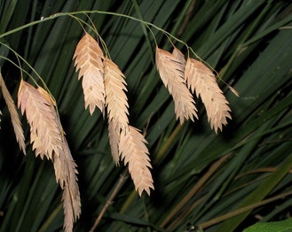 Indian Wood-Oats