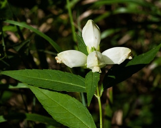 White Turtlehead