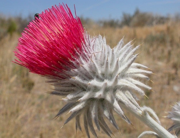 Cobwebby Thistle