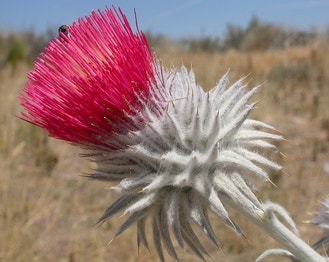 Cobwebby Thistle