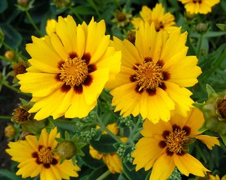Large-Flower Tickseed