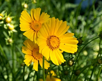 Lance-Leaf Tickseed