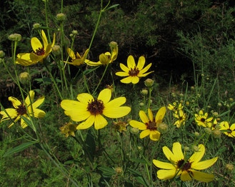 Tall Tickseed