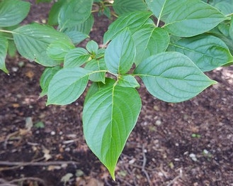 Alternate-Leaf Dogwood