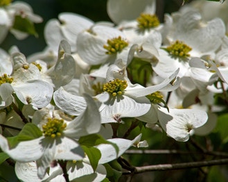 Flowering Dogwood