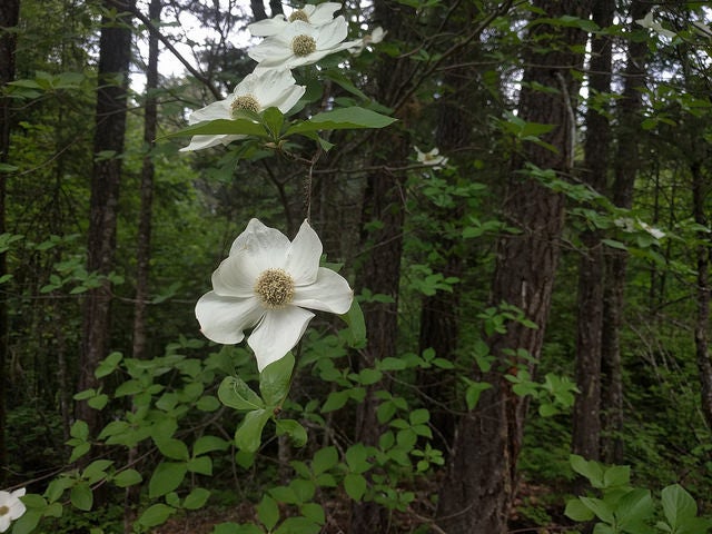 Pacific Flowering Dogwood