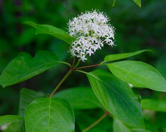 Gray Dogwood