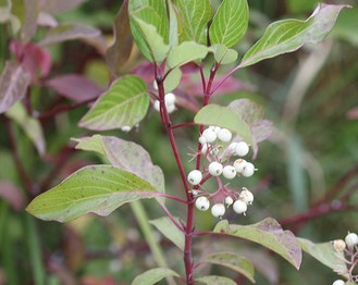 Red Osier