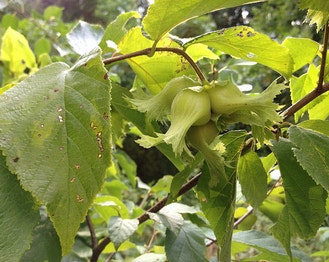 American Hazelnut