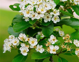Cock-Spur Hawthorn