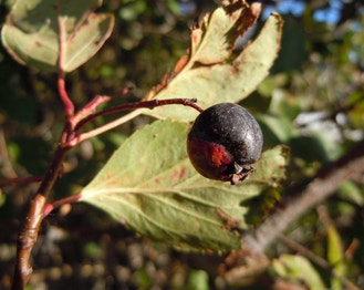 Black Hawthorn
