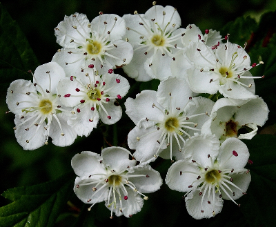 Phipps' Hawthorn