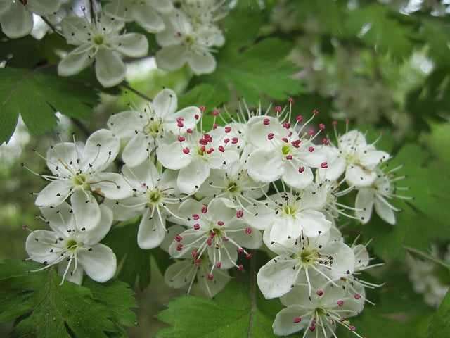 Parsley Hawthorn
